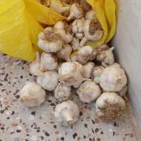 سیر|خوردنی و آشامیدنی|طبس, |دیوار