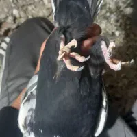 ۳ عدد نره پرشتی|پرنده|خرمآباد, |دیوار