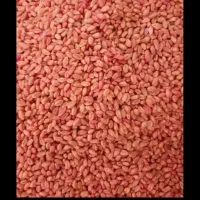 جو ابی بهمن