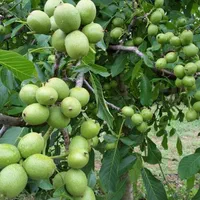 نهال گردو پیوندی،خوشه ای.شناسه دار.چندلر،دیرگل