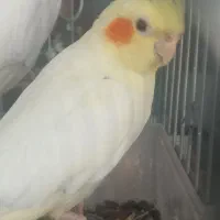 فروش یک جفت عروس هلندی|پرنده|شیراز, سایت اداری|دیوار