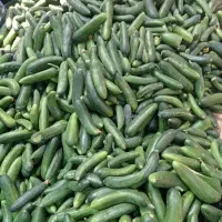 خیار محلی تازه مخصوص خیار شور|خوردنی و آشامیدنی|شیروان (خراسان), |دیوار