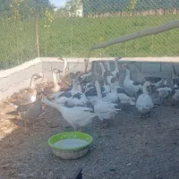 اردک اسرائیلی و غاز قو غاز و محلی
