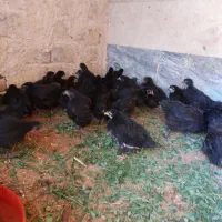 جوجه بلک استار و برهما