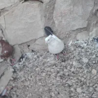 کبوتر بهبهانی|پرنده|لار, |دیوار