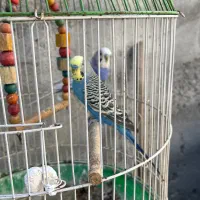 دو عدد مرغ عشق نر|پرنده|گلوگاه بابل (گلیا), |دیوار