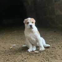 واگذاری سگ الابای|سگ|گنبد کاووس, |دیوار