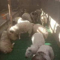 بره نر جوان جهت نذر و عقیقه و داشتی