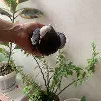 کبوتر غریب ماده
