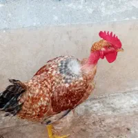 خروس