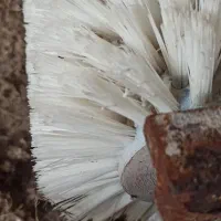 دستگاه قالیشویی|ماشینآلات صنعتی|رشت, دباغیان|دیوار