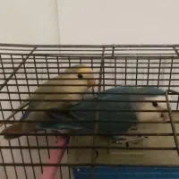 طوطی کوتوله