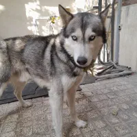 سگ هاسکی نر پیدا شده