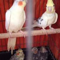 طوطی عروس 5 عدد پدر مادر و پایین سه فرزند|پرنده|رشت, باهنر|دیوار