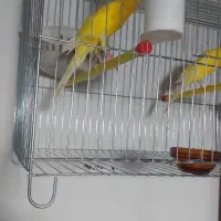 قناری رسمی بلند ورسمی|پرنده|نوشهر, |دیوار