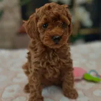 پامر /پودل/شی هواوا/گلدن/چاوچاو