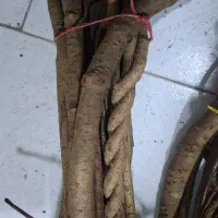 شاخه های درخت چنگل جنگلی|خدمات باغبانی و درختکاری|رشت, چله خانه|دیوار