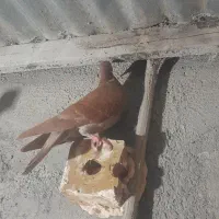 کفتر پرشی فروشی