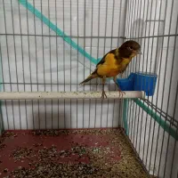 قناری ابلغ|پرنده|شیراز, کوشک میدان|دیوار