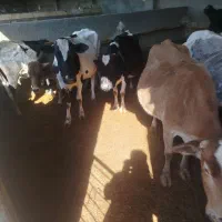 گاو لری ابستن