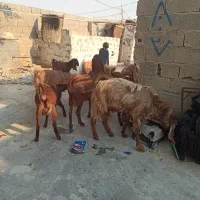 بز دسته جمعی|حیوانات مزرعه|بندر دیر, |دیوار