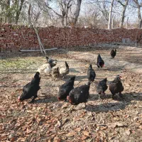 مرغ مرندی|حیوانات مزرعه|آذرشهر, |دیوار