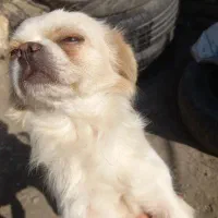 سگ پاکوتا شیتزو|سگ|گرگان, |دیوار