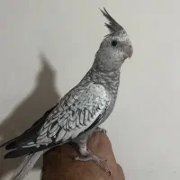 پرنده عروس هلندی|پرنده|مشهد, شهید بهشتی|دیوار