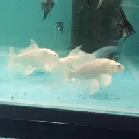 ماهی زینتی|ماهی|اسلامشهر, مطهری|دیوار