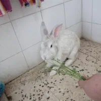 خرگوش|موش و خرگوش|دوگنبدان, |دیوار