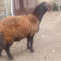 قوچ بزری