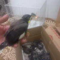 جوجه مینا افغان