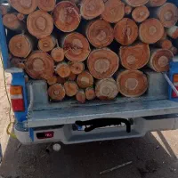 چوب و درخت