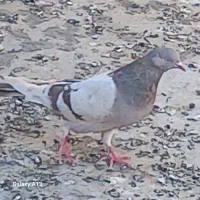 درود درود|پرنده|جونقان, |دیوار