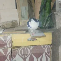 کبوتر ارزان|پرنده|مشهد, کوه سنگی|دیوار