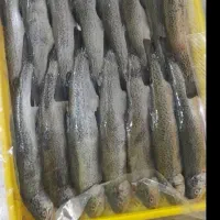 پخش ماهی قزل آلا و سالمون