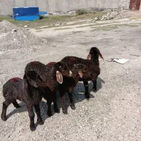 ۴عدد بره نروماده