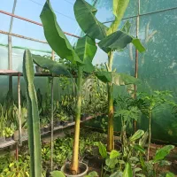 درختچه نهال موز