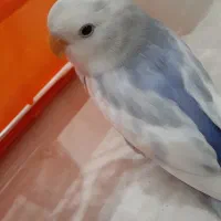 گمشده