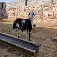 بره قوچی سالم