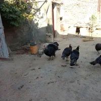 بقلمو نر و ماده محلی