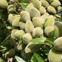 نهال بادام تضمینی سالم نهال|خدمات باغبانی و درختکاری|کرمانشاه, |دیوار