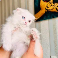 اسکاتیش لانگ