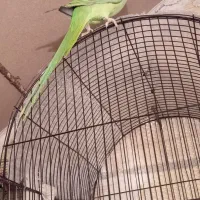 طوطی ملنگو 8ماهه