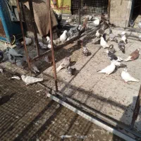 تعداد100کبوتریکجا|پرنده|تهران, بهارستان|دیوار
