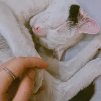 واگذاری گربه نر ۷ ماهه|گربه|قم, تعویض پلاک|دیوار