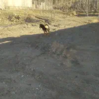 سگ شکاری|سگ|سپیدان, |دیوار