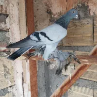 گو و بالقره للهلی