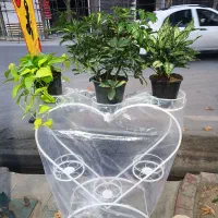 انواع گلهای آپارتمانی و گلدانهای سرامیکی