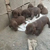 توله‌پویینتراصل‌المانی|سگ|گنبد کاووس, |دیوار